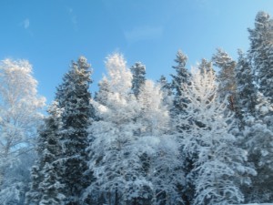 Snöskog